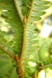 Sticherus cunninghamii. Indumentum on abaxial surface of costae, in young frond. 
 Image: L.R. Perrie © Te Papa 2013 CC BY-NC 3.0 NZ